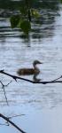 Podiceps cristatus