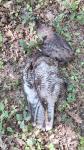 Buteo buteo