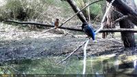 Alcedo atthis