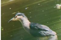 Nycticorax nycticorax