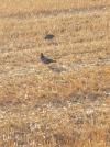 Columba livia