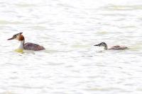 Podiceps cristatus