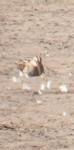 Gallinago gallinago
