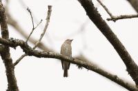 Muscicapa striata