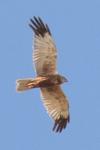 Circus aeruginosus
