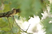 Ficedula hypoleuca