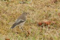 Ficedula hypoleuca