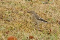 Ficedula hypoleuca