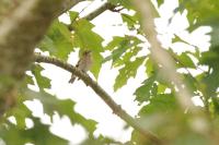 Ficedula hypoleuca
