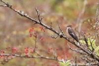 Ficedula hypoleuca
