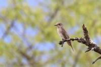 Muscicapa striata