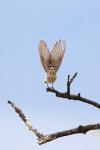 Muscicapa striata