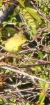 Phylloscopus trochilus