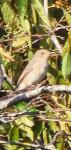 Muscicapa striata