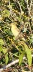 Phylloscopus trochilus