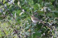 Phylloscopus trochilus