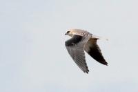 Elanus caeruleus