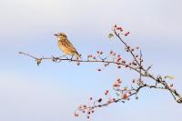 Saxicola rubetra
