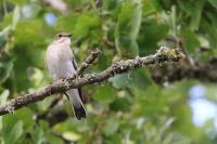 Ficedula hypoleuca