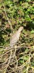 Nycticorax nycticorax