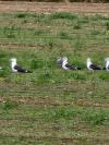Larus fuscus