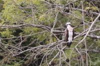 Pandion haliaetus