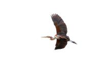 Ardea purpurea