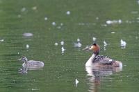 Podiceps cristatus
