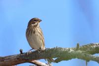 Emberiza schoeniclus