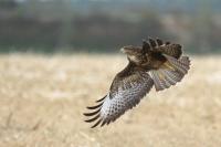 Buteo buteo