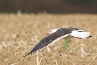 Larus fuscus