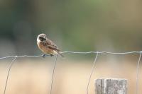 Saxicola rubicola