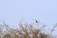 Elanus caeruleus