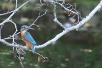 Alcedo atthis