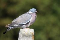 Columba palumbus
