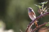 Phoenicurus phoenicurus