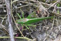 Tettigonia viridissima
