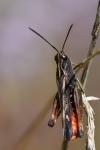 Omocestus rufipes