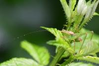 Leptophyes punctatissima