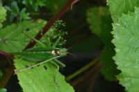 Tettigonia viridissima