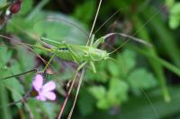 Tettigonia viridissima