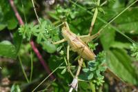 Tettigonia viridissima