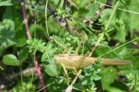 Tettigonia viridissima