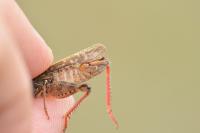 Calliptamus italicus