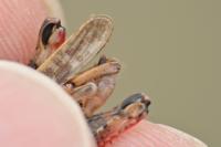 Calliptamus italicus