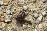 Oedipoda caerulescens