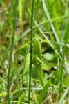 Ruspolia nitidula