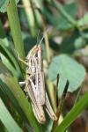 Euchorthippus declivus