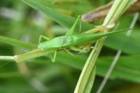 Ruspolia nitidula