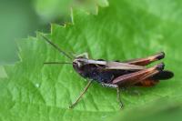 Omocestus rufipes